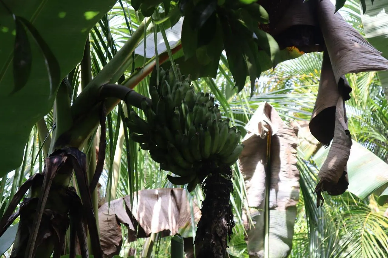 Auberge de jeunesse Paradise eco-village Pahoa États-Unis