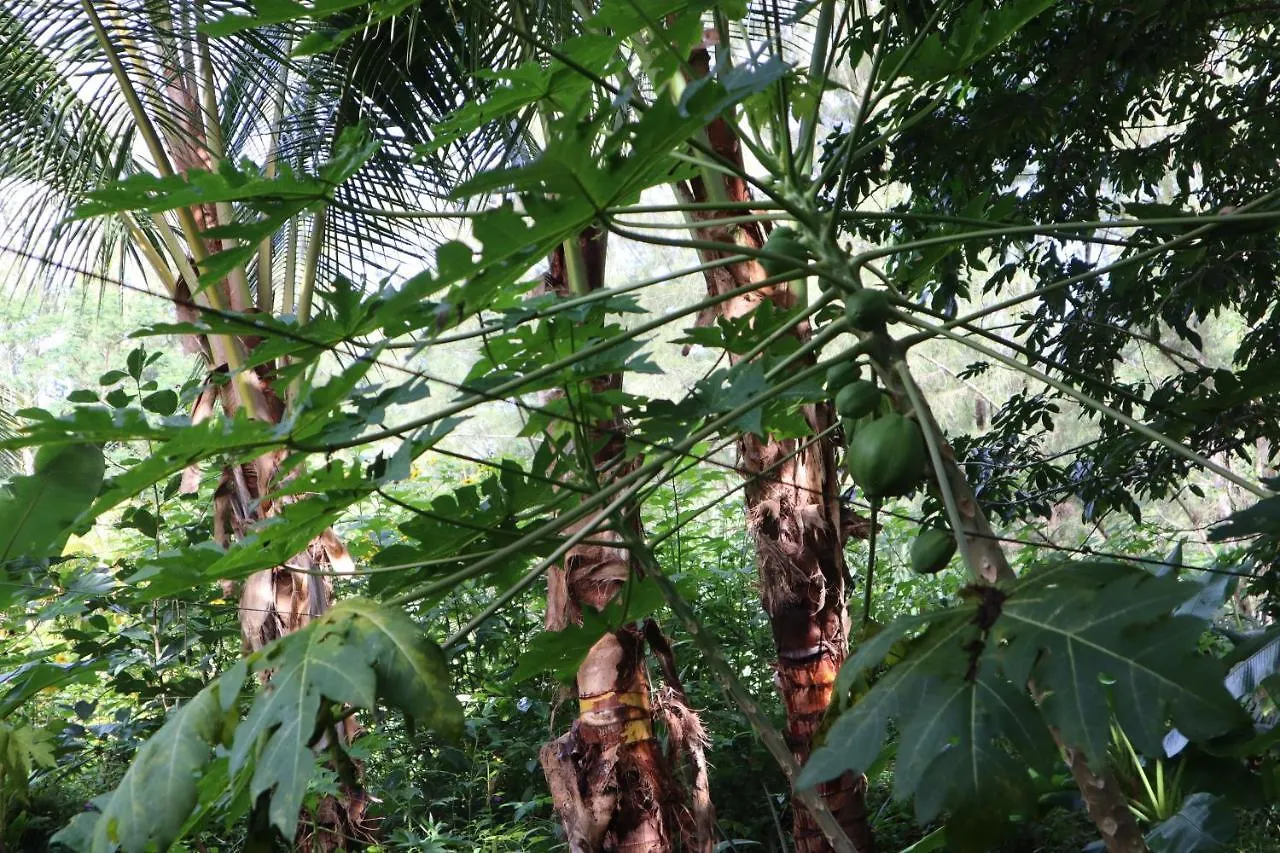 Paradise eco-village Pahoa 0*,  États-Unis